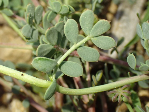 Coronilla minima, photograph 5