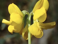 Coronilla minima, photograph author not stated, no rights reserved