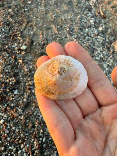 Patella caerulea