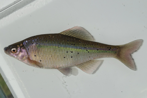 Striped bitterling (Acheilognathus cyanostigma) — Cyprinidae