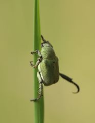 Hoplia parvula