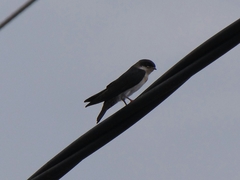 Petrochelidon rufocollaris