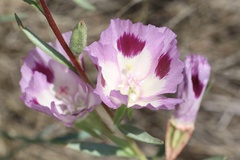 Clarkia williamsonii, photograph (c) Cricket Raspet, some rights reserved (CC BY)