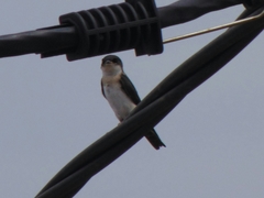 Petrochelidon rufocollaris