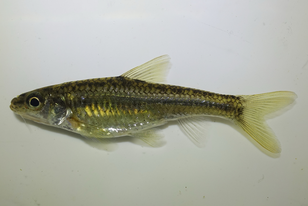 Korean Slender Gudgeon