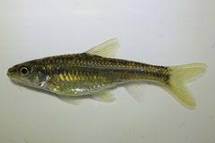 Korean Slender Gudgeon photo 1