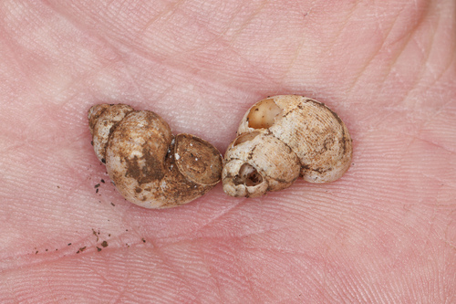 Pomatias elegans