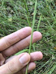 Carex subbracteata
