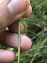 Carex subbracteata