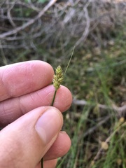 Carex subbracteata