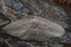 Drepanidae