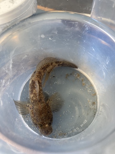 Gobius niger