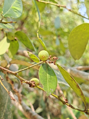 Atalantia monophylla observed 2026-05-05