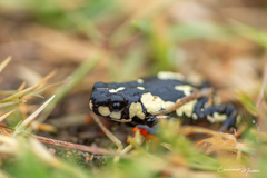 Melanophryniscus stelzneri