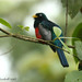 Blue-tailed Trogon - Photo (c) Michael Woodruff, some rights reserved (CC BY-SA)
