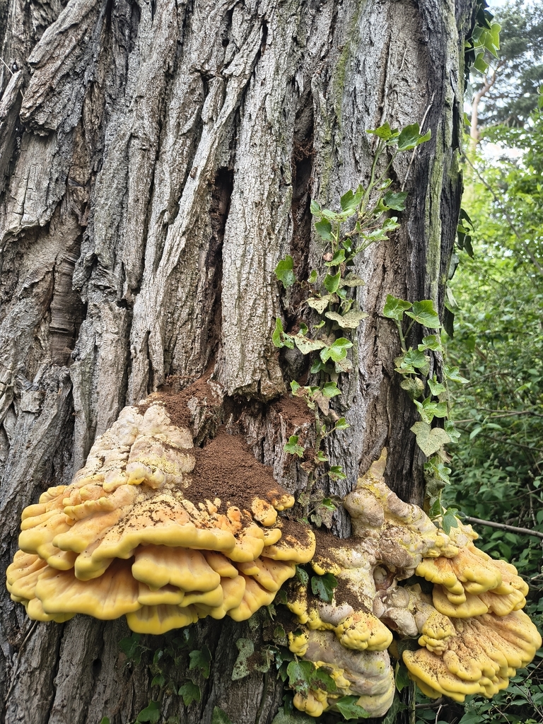Laetiporus sulphureus · May 2026 · photo: © nivara (iNaturalist, cc-by)