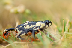 Melanophryniscus stelzneri