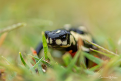 Melanophryniscus stelzneri