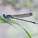 Montane Spreadwing - Photo (c) Dennis Paulson, some rights reserved (CC BY), uploaded by Dennis Paulson