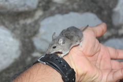 Peromyscus leucopus texanus