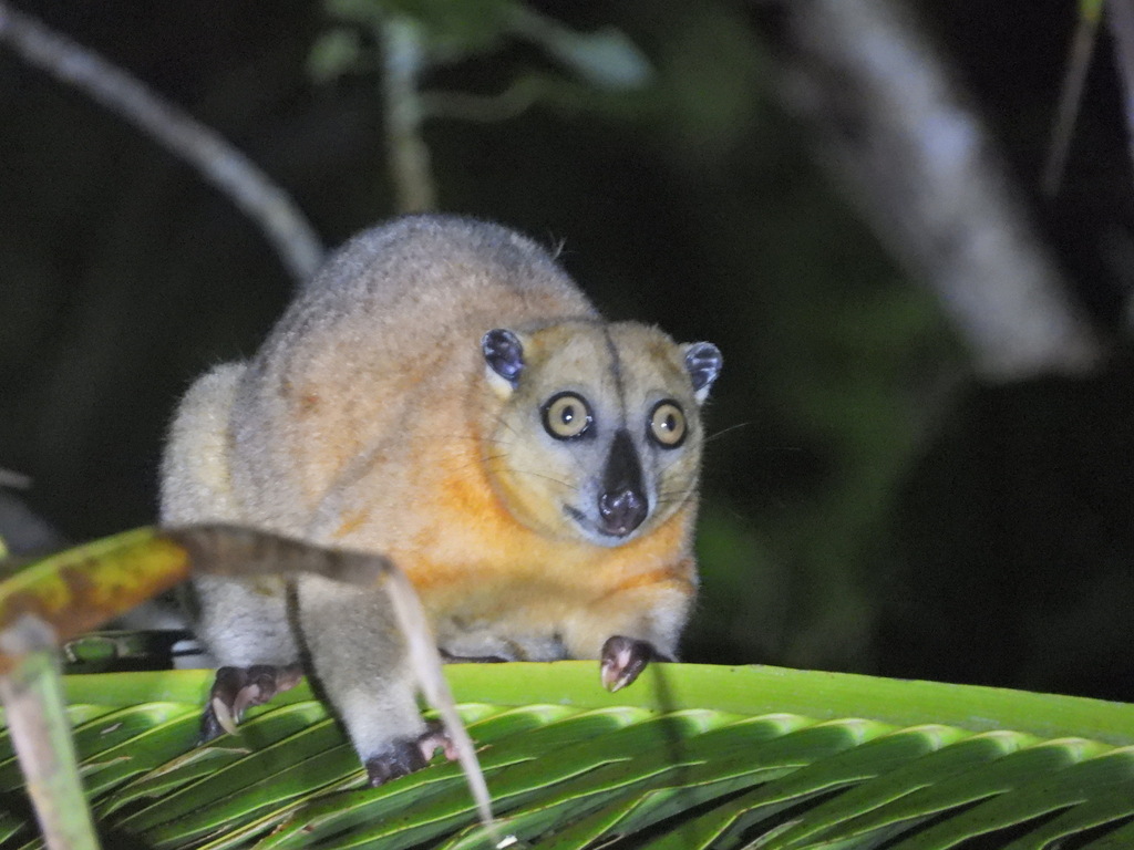 Gebe Cuscus