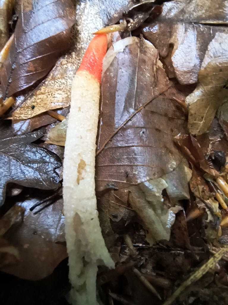 Mutinus caninus · May 2026 · photo: © woutervanlanduyt (iNaturalist, cc0)