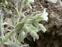 Cerastium floccosum