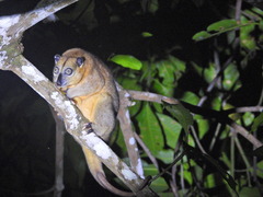 Gebe Cuscus photo 3