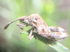 Merocoris