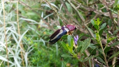 Conognatha parallelogramma