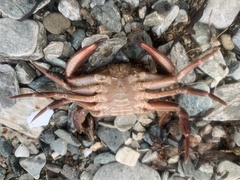 Liocarcinus corrugatus