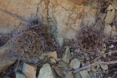 Eriosyce paucicostata