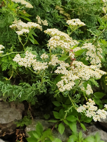 Achillea ligustica, photograph 5