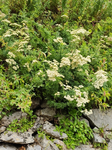 Achillea ligustica, photograph 6