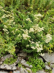 Achillea ligustica, photograph author not stated, no rights reserved