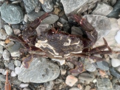 Liocarcinus corrugatus