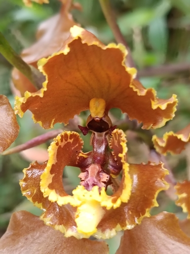 Cyrtochilum annulare