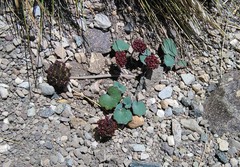 Pozoa coriacea