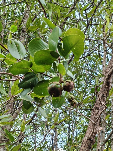 Sonneratia ovata observed 2026-05-05