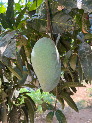 Indian mango