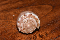 Conus biliosus parvulus