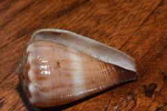 Conus biliosus image