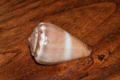 Conus biliosus parvulus