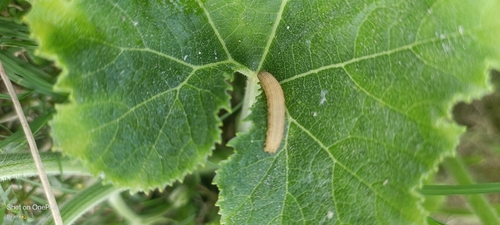 Mallow Skipper