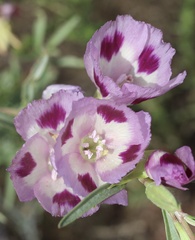 Clarkia williamsonii, photograph (c) Cricket Raspet, some rights reserved (CC BY)