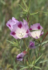 Clarkia williamsonii