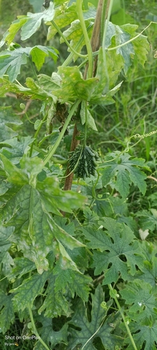 Bitter Melon