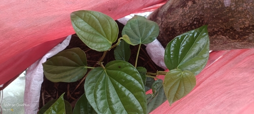 Betel leaf