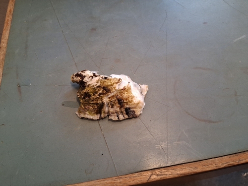 Magallana gigas
