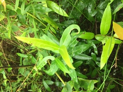 Blepharocalyx salicifolius